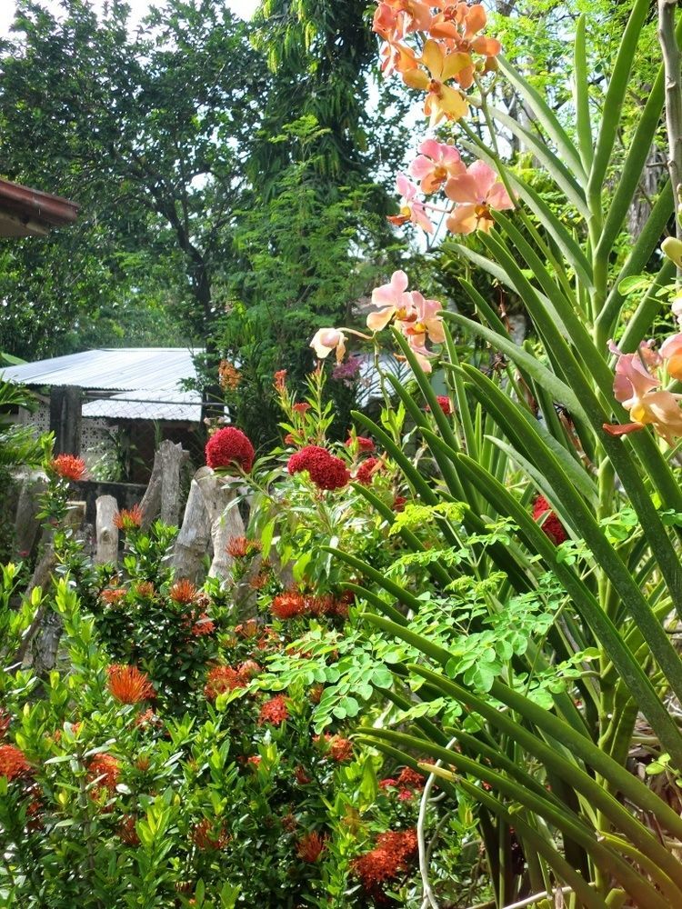 Reggae Guesthouse Panglao Exterior foto